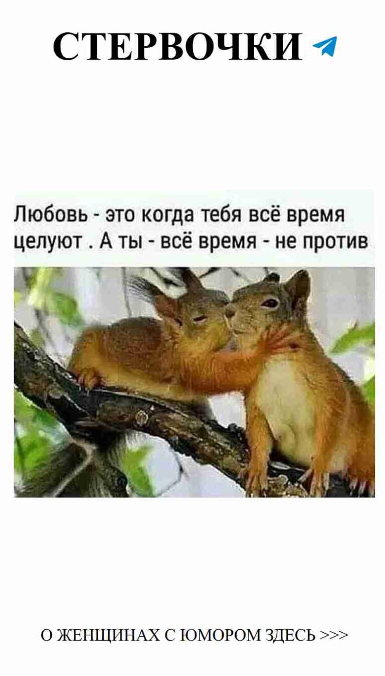 Два веселых белки и утреннее вдохновение для любящих