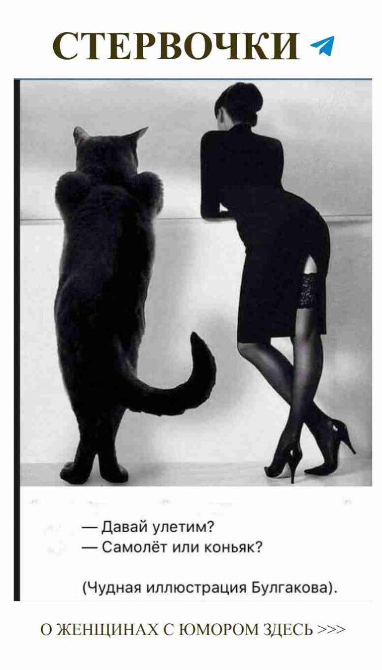 Кот и девушка: что ты имеешь в виду по поводу любви