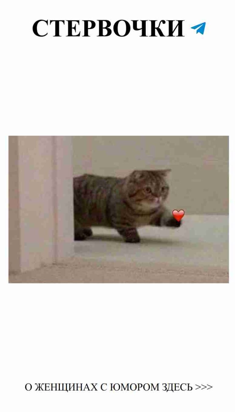 Кот с сердцем: забавные моменты о любви и счастье