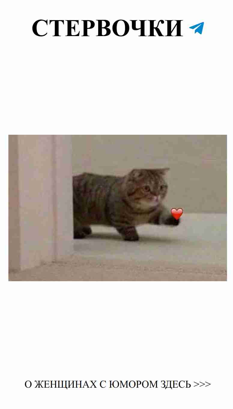 Кот с сердцем: забавные моменты о любви и счастье