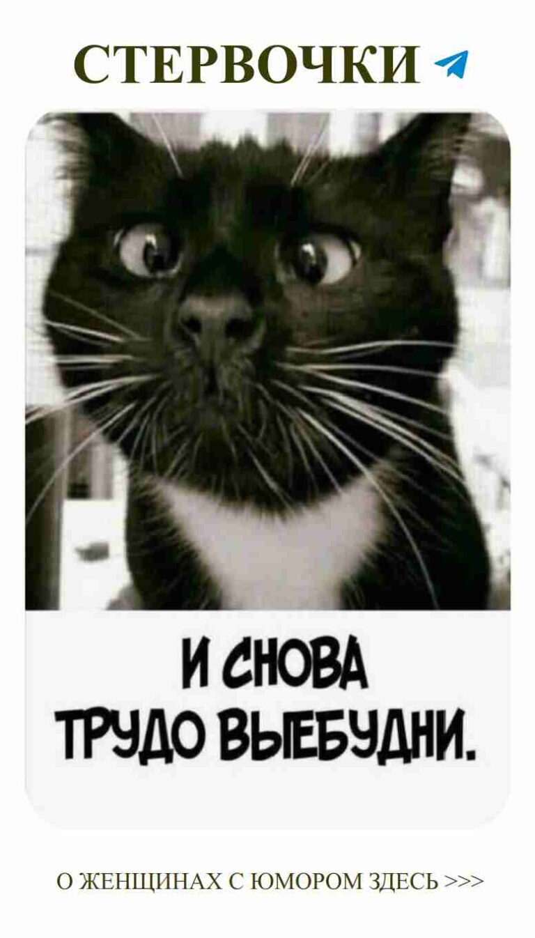 Черно-белая кошка и любящие улыбки во всех ситуациях