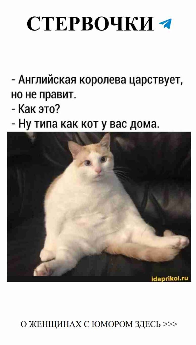 Почему мой кот всегда выбирает самые удобные места