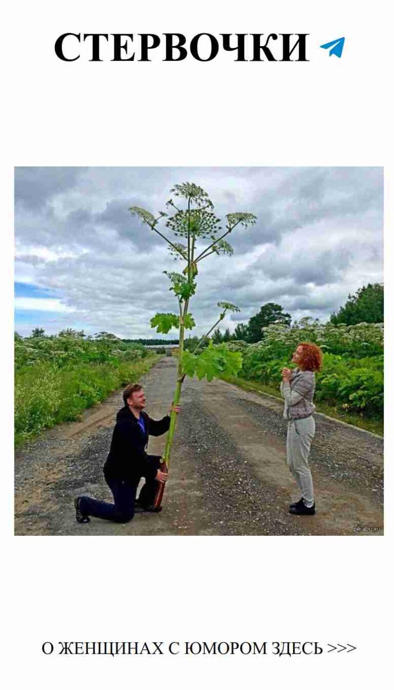 Любовь и з humor: женщины на дороге с цветами