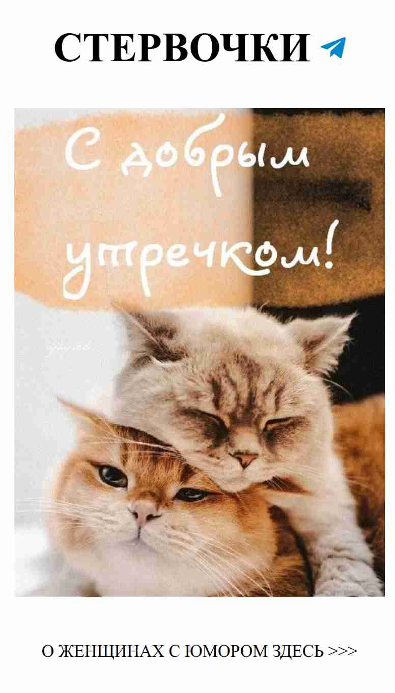 Утро с любимыми: когда коты тоже влюблены