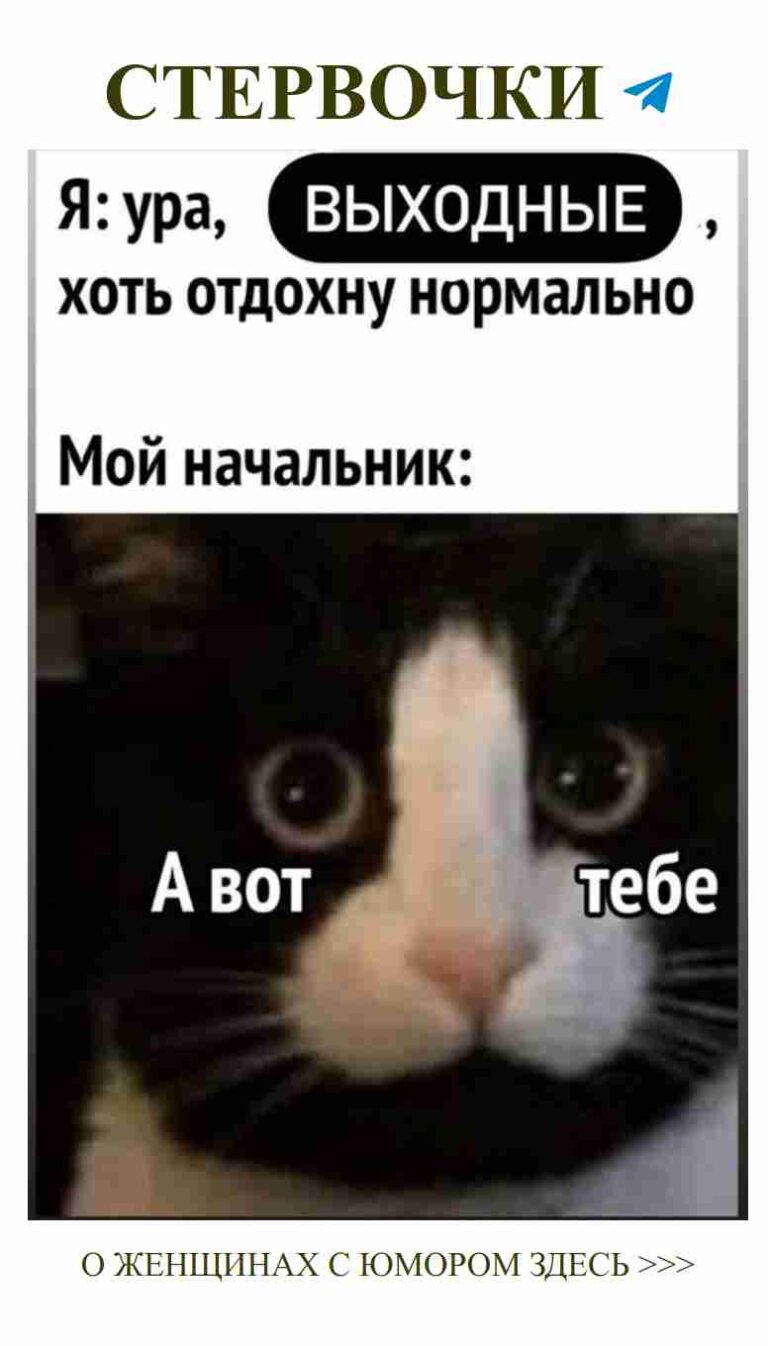 Когда твоя кошка осуждает твои любовные увлечения