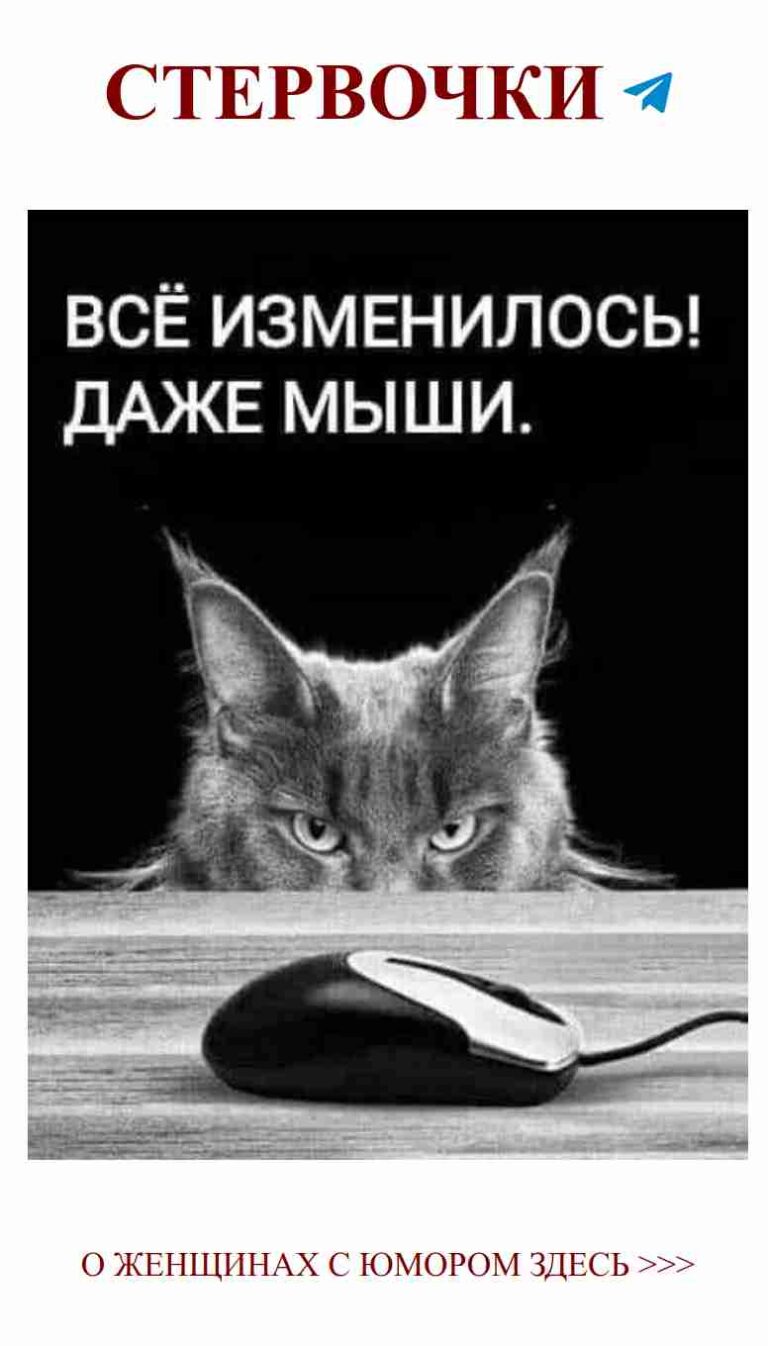 Когда кот всё-таки встречается с любовью к мышке