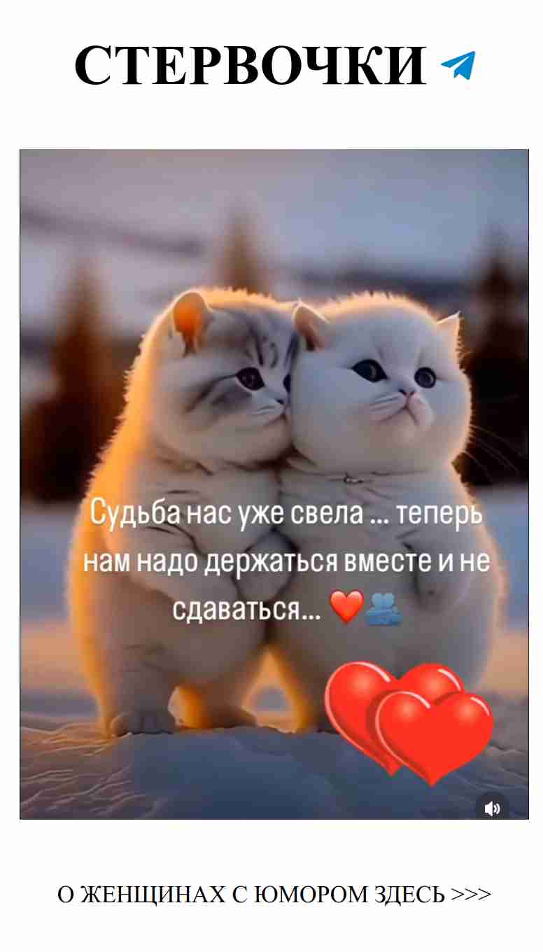 Две белые кошки в снегу: любовь, согревающая сердца