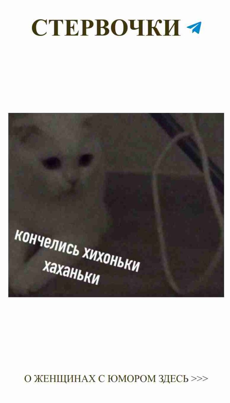 Когда коты ждут любви, а мы смеёмся над этим