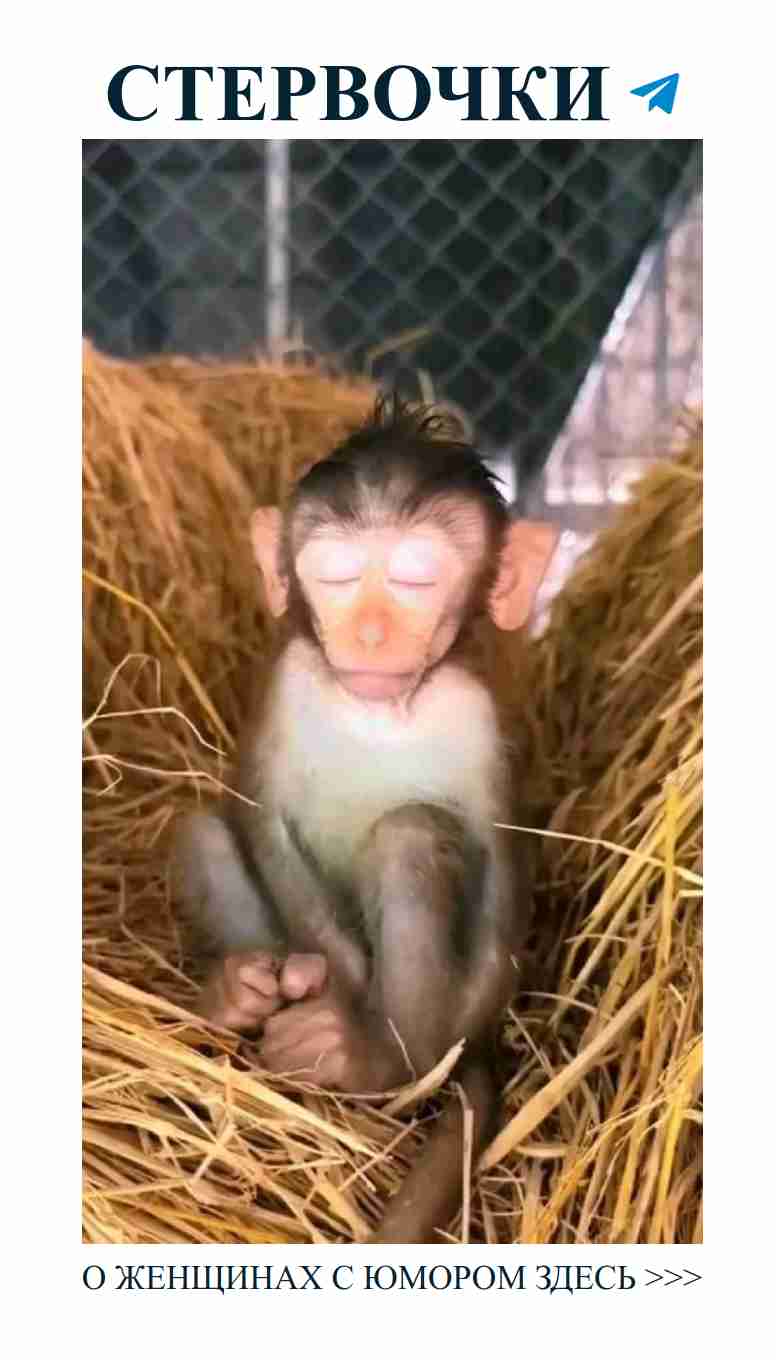 Уютные моменты любви с милыми обезьянками