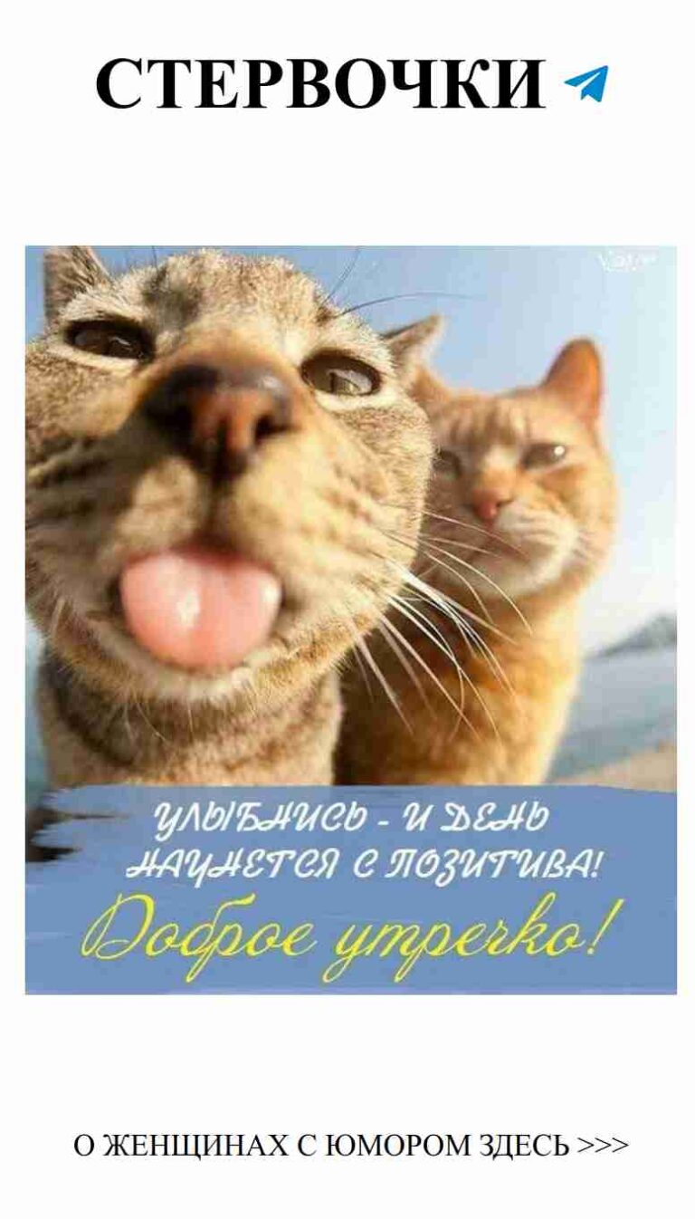 Когда любовь и юмор встречаются, появляются милые коты