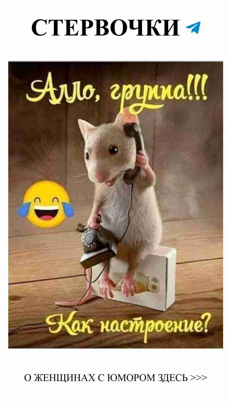 Когда телефон важнее всех остальных, даже крыс!