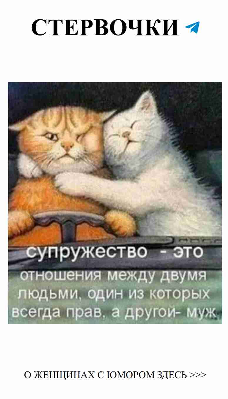 Коты и экран: о любви и веселом настроении