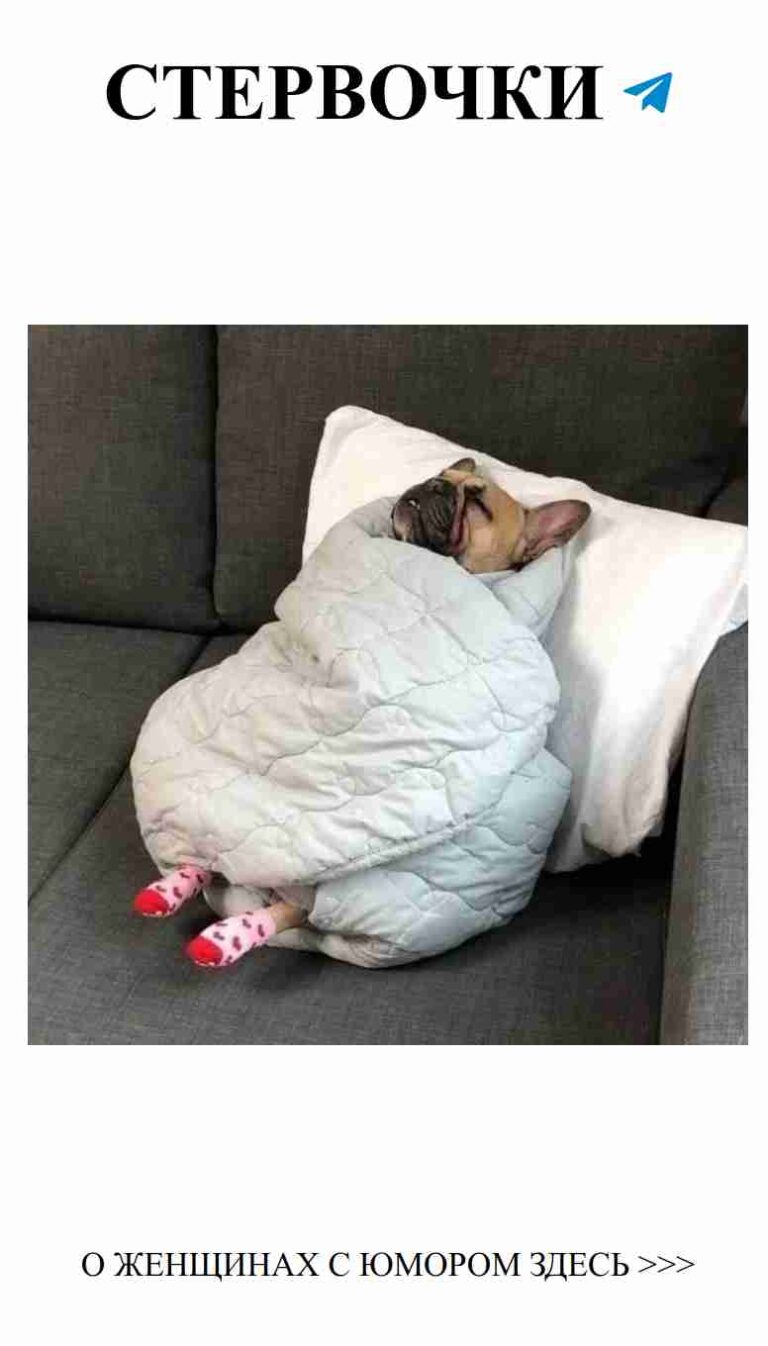 Собака в пледе: любовь, уют и женский юмор