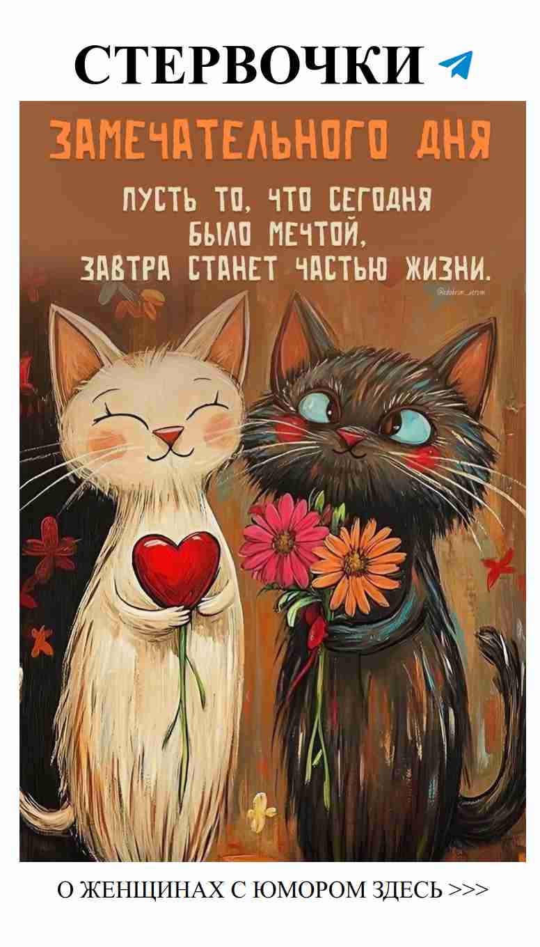 Два кота и любовь: забавный взгляд на отношения