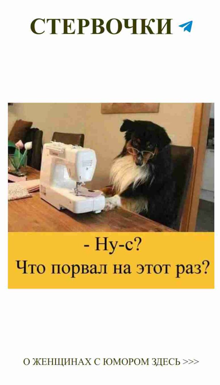 Собака за швейной машинкой: смех о любви и воспоминания