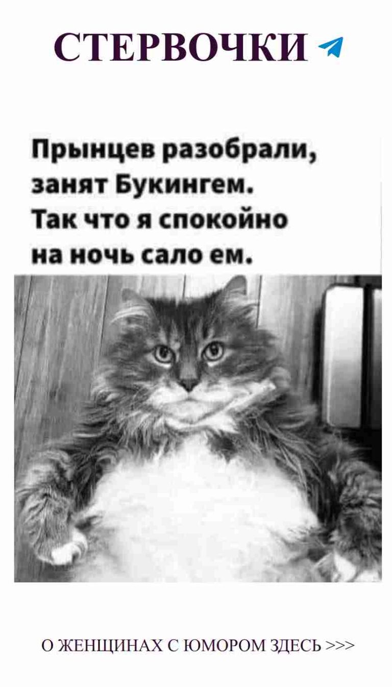 Кот и любовь смешивают черный и белый юмор