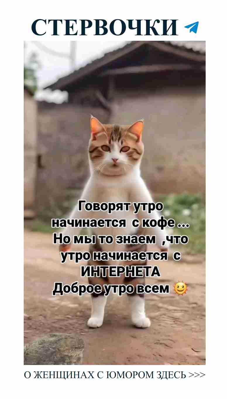 Коты, любовь и утренний юмор: Начни неделю с улыбки