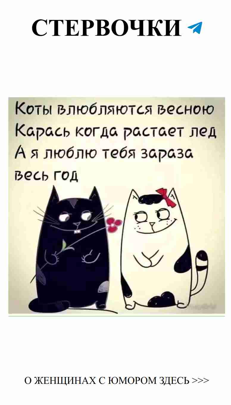 Когда две кошки рядом, любовь всегда в воздухе