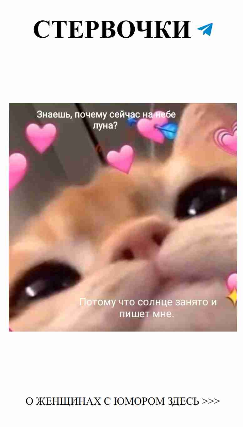 Милые кошки и забавные мемы о любви