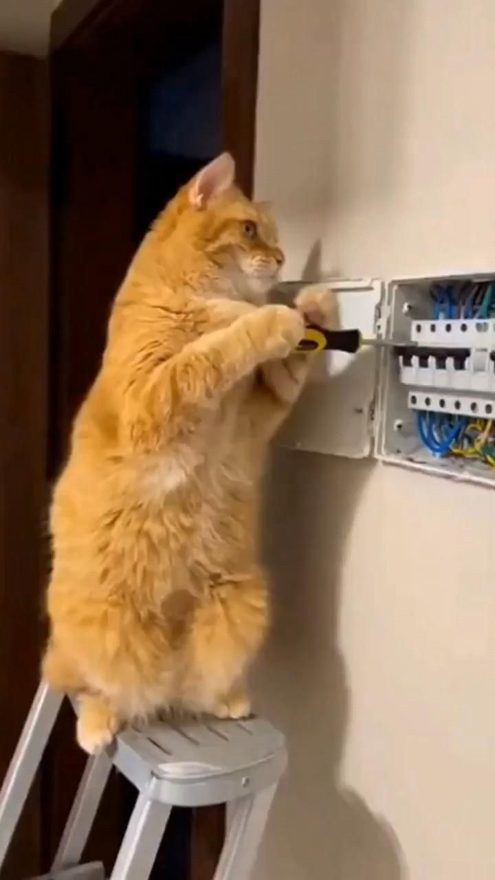 бедный Васька….