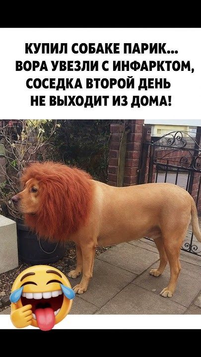 😂 #юмор #мем #шуточное #прикол #смех
