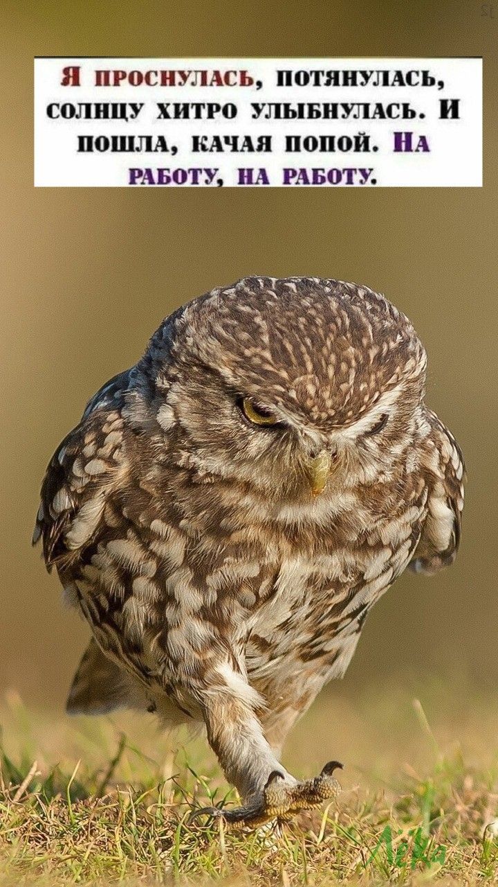 На работу, качая попой