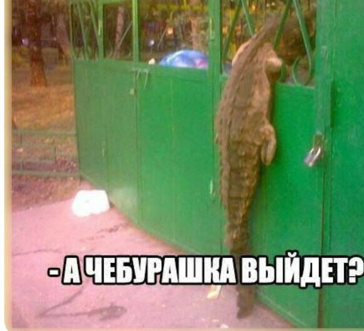 Чебурашка уже вышел