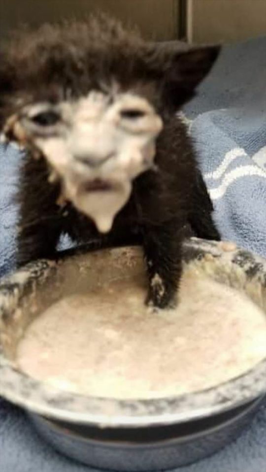 MY BROTHER WITH HIS A2 MILK- BINGUSS