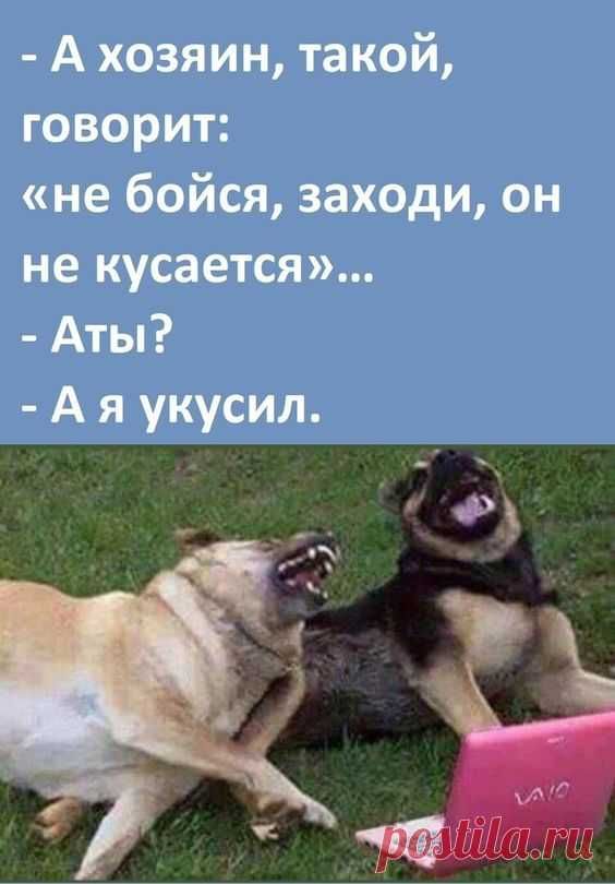 кошки и все все все….