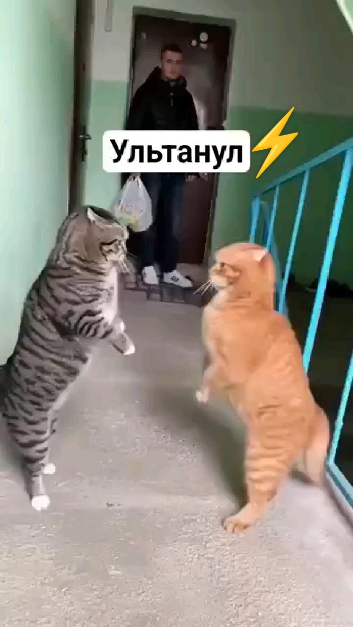 ⚡ультра мяуууу