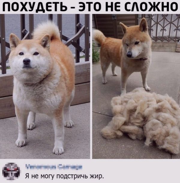 Прикольные картинки с надписями за 08.07.2020 – (19 картинок)