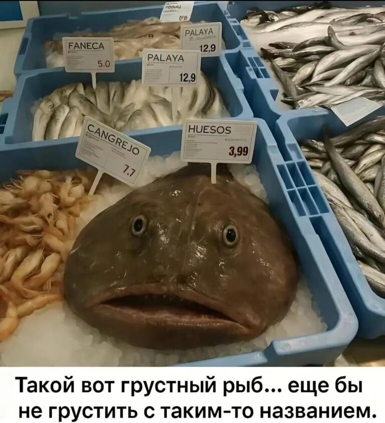 грустный рыб :3