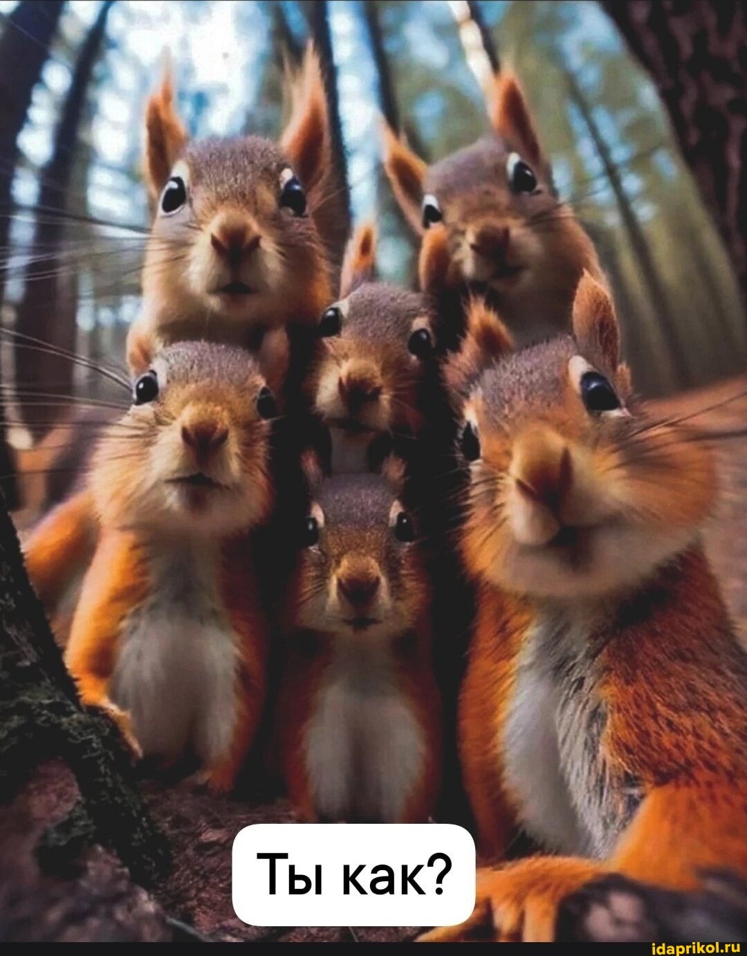 Мем-картинка EpyeMsB7B от 35379: 71 комментариев – АйДаПрикол