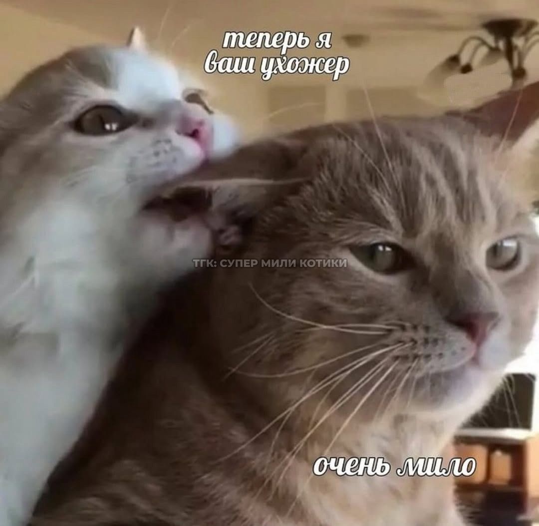тгк: супер мили котики