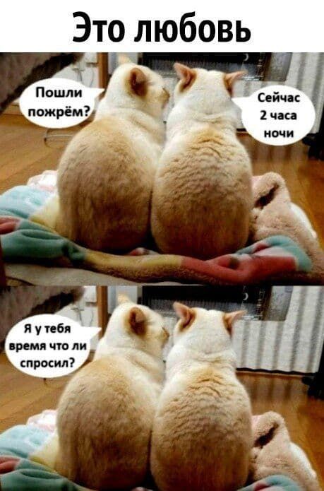 Веселые истории о животных № 264 – Ветер Вольный — КОНТ