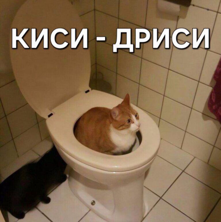 мем киси дриси