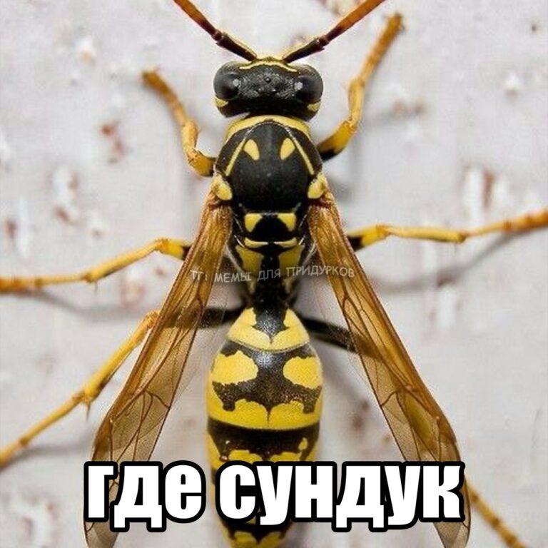 тг: мемы для придурков