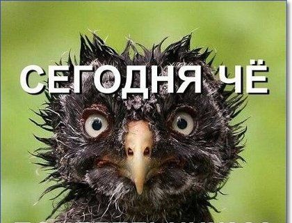 Смешные картинки с надписями до слез (119 картинок)