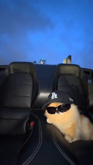Собака шпиц едет в машине кабриолете в очках кепке