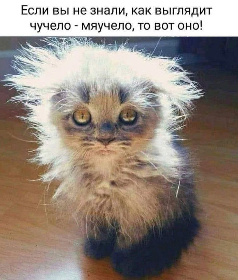 юмор, смешные картинки