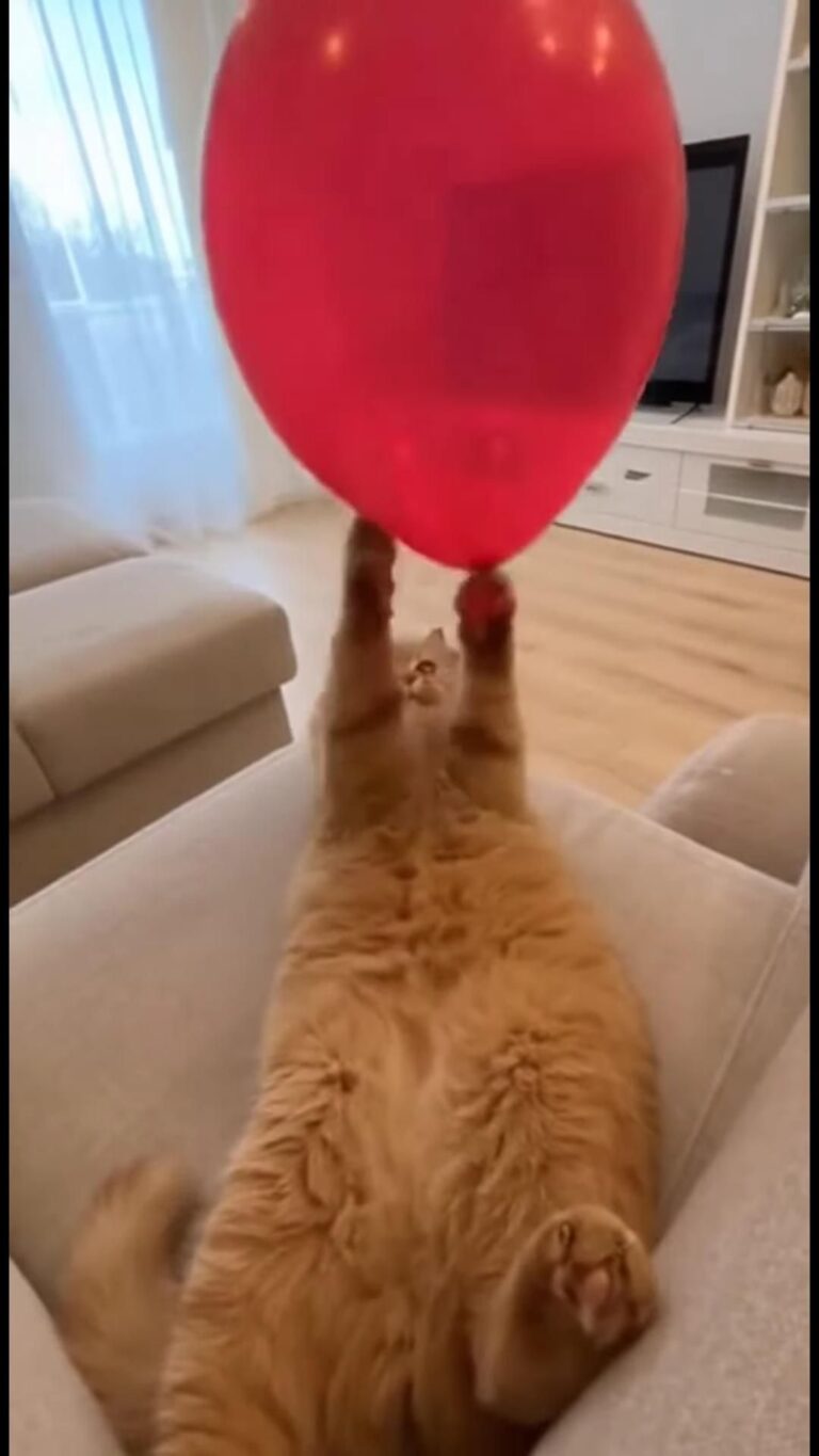 Balloon Fun Turns Chaotic for Cat