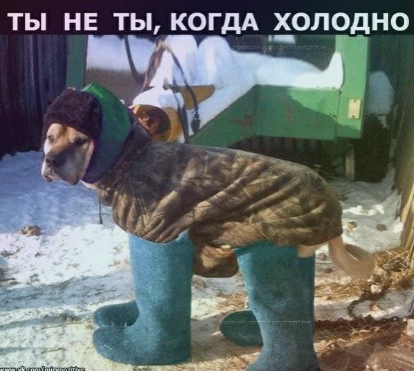 ТЫ НЕ ТЫ, КОГДА ХОЛОДНО – АйДаПрикол