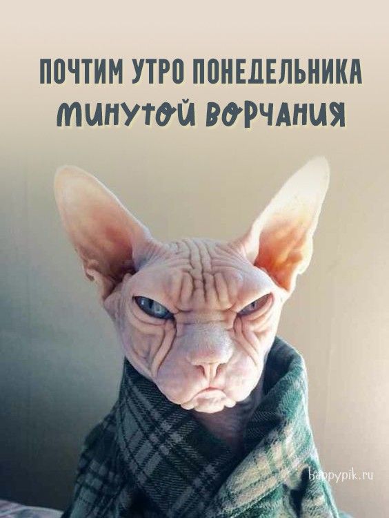 Картинки Доброе утро понедельника – скачать