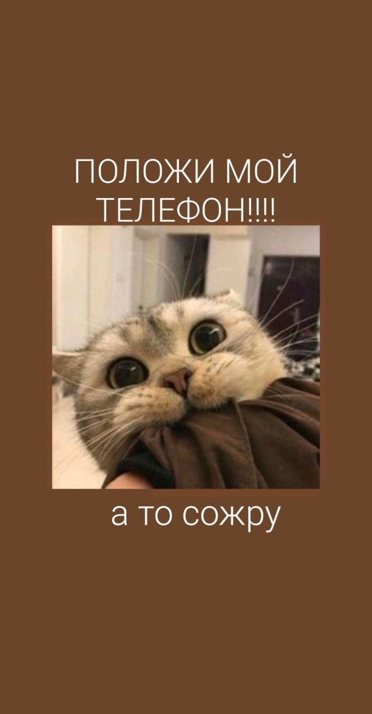 Короче обои с котиком❤️‍🔥